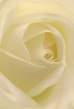 Let this image take you deep into the spiraling heart of a luminous cream-white rose, its petals unfolding like a gentle secret amidst the creative hum of Shoreditch. Each layer is so fine and soft, one can almost imagine the brush of dew against their fingertips-evoking the serenity of early mornings wandering Columbia Road. Subtle light glances off the curved petals, creating a play of gentle shadows that gives the bloom a serene depth and quiet drama. The atmosphere is peaceful yet vibrant, much like the characteristic calm found in a tucked-away art studio near Hoxton Street. This rose, artfully chosen by those who appreciate subtlety and grace, stands as a symbol of reverence, admiration, or new beginnings-an emblem cherished in moments that matter. The fragrance, though only imagined, is faintly sweet and profoundly soothing, lingering with a tenderness that only an expertly arranged bouquet can provide. Crafted with intention by Shoreditch's experienced florists, this rose embodies both the refined beauty of nature and the unique creative flair found in every Shoreditch floral delivery.